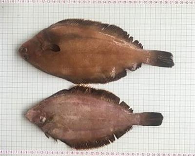 The application of tie-down gillnet to improve the capture of blackfin flounder (Glyptocephalus stelleri) in a sustainable way